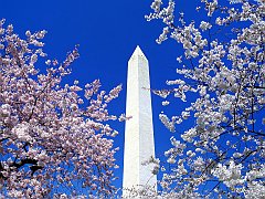 Cherry Blossoms, Washington Monument, Washington, D.C.